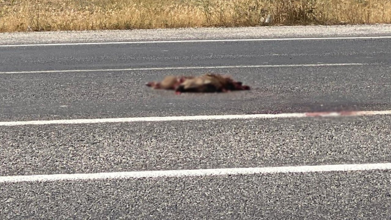Muradiye'de otomobil domuza çarptı