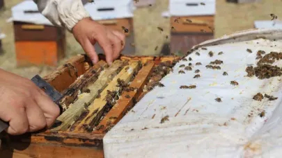 Arıcıların "tatlı" hasat telaşı başladı
