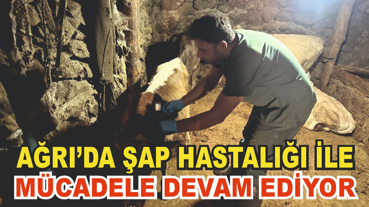 Ağrı’da şap hastalığına karşı SAT-1 aşı çalışmaları sürüyor