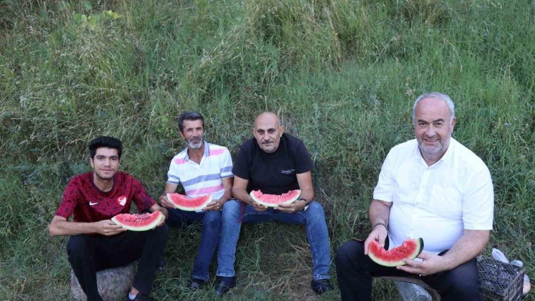 Karain karpuzunun hasadı başladı