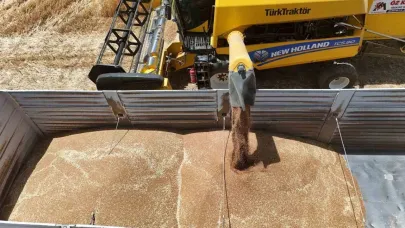 Çiftçi emeğinin karşılığını almak için hasat mesaisine başladı