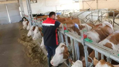 Şap hastalığına karşı tüm hayvanlar aşılanıyor