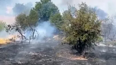 Orman yangınları dinmek bilmiyor