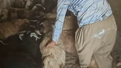 Yüksekova’da büyük ve küçükbaş hayvanları aşılama ve küpeleme çalışmaları devam ediyor