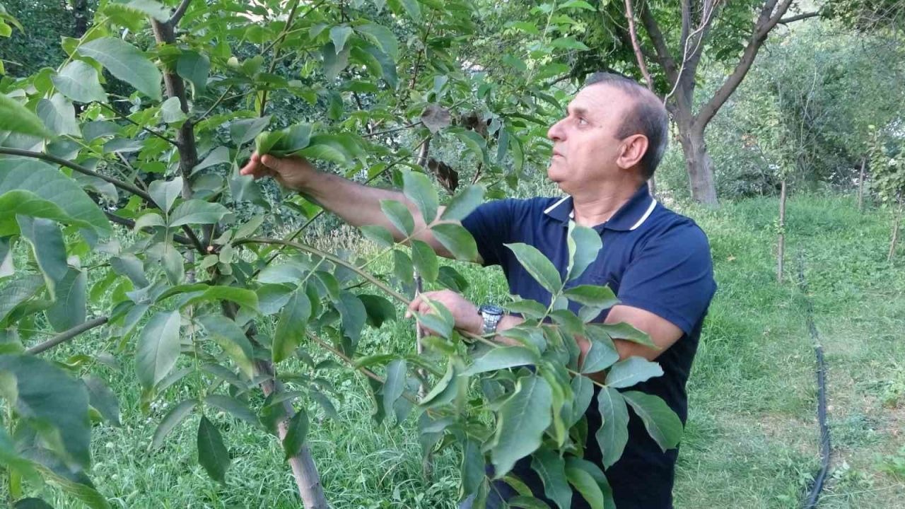 Malatya’da alternatif ürün hünnaptan yüksek verim alındı