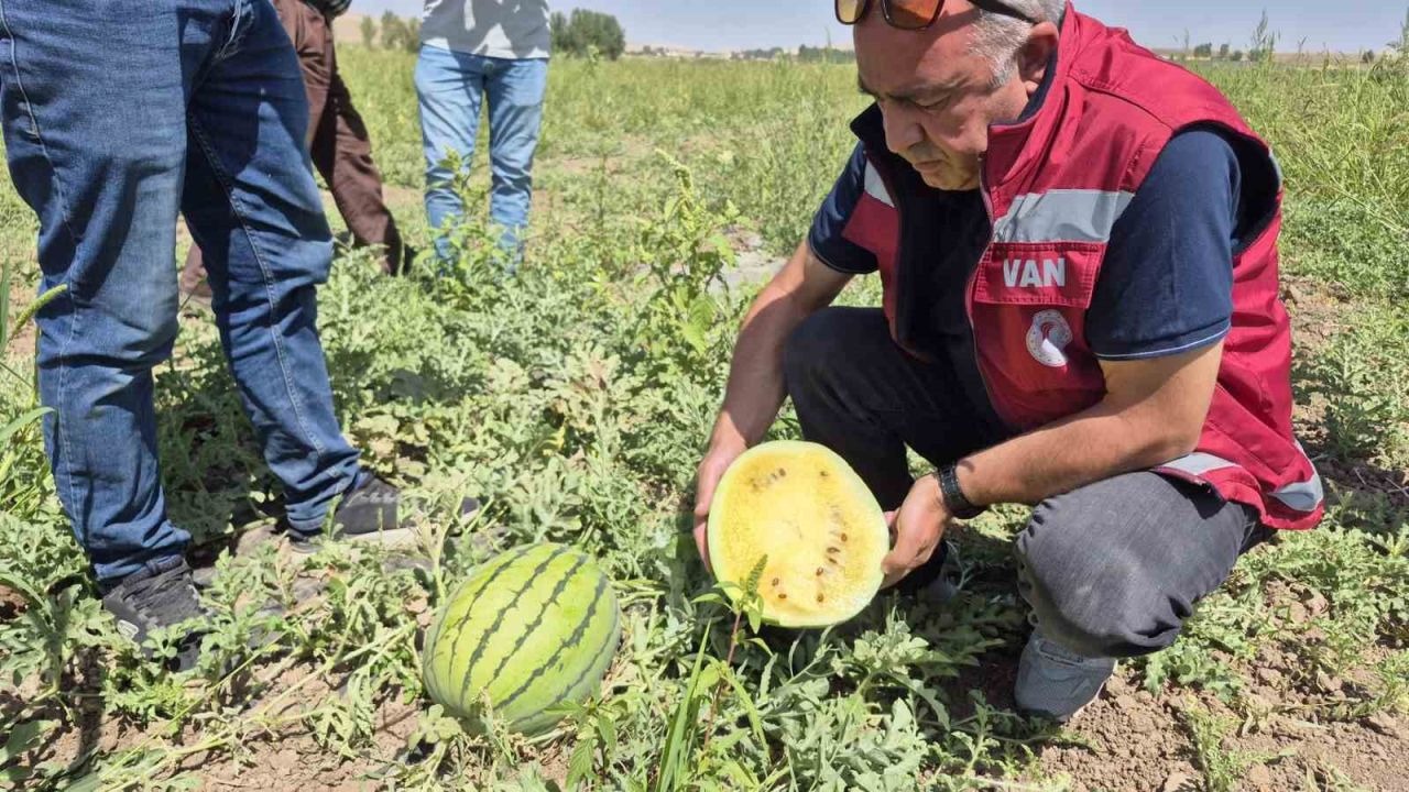 Van’da sarı karpuzun tadına baktınız mı
