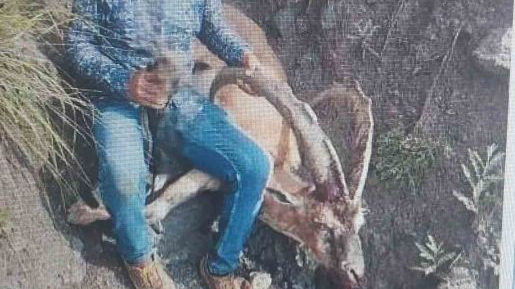Jandarma yaban keçisi avlayan şahısa ağır para cezası uyguladı