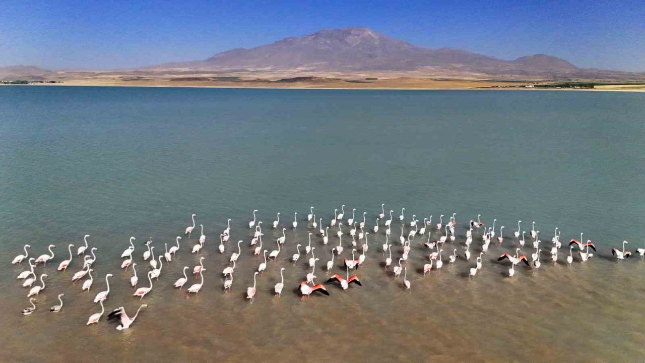 Adilcevaz'ın Arin Gölü’nde flamingolar Süphan Dağı eşliğinde mest ediyor