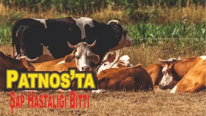 Alınan Tedbirler Sonuç Verdi: Patnos’ta Şap Hastalığı Sona Erdi