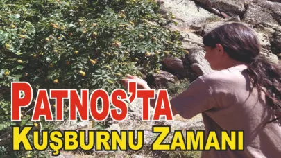 Patnos’un Dağlarında Kuşburnu Bereketi Başladı