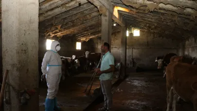 Ağrı’da Şap Aşılama Çalışmaları Devam Ediyor