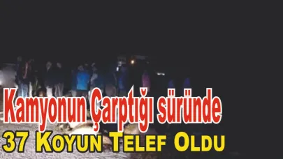 Kamyonun Çarptığı Koyunlar Telef Oldu