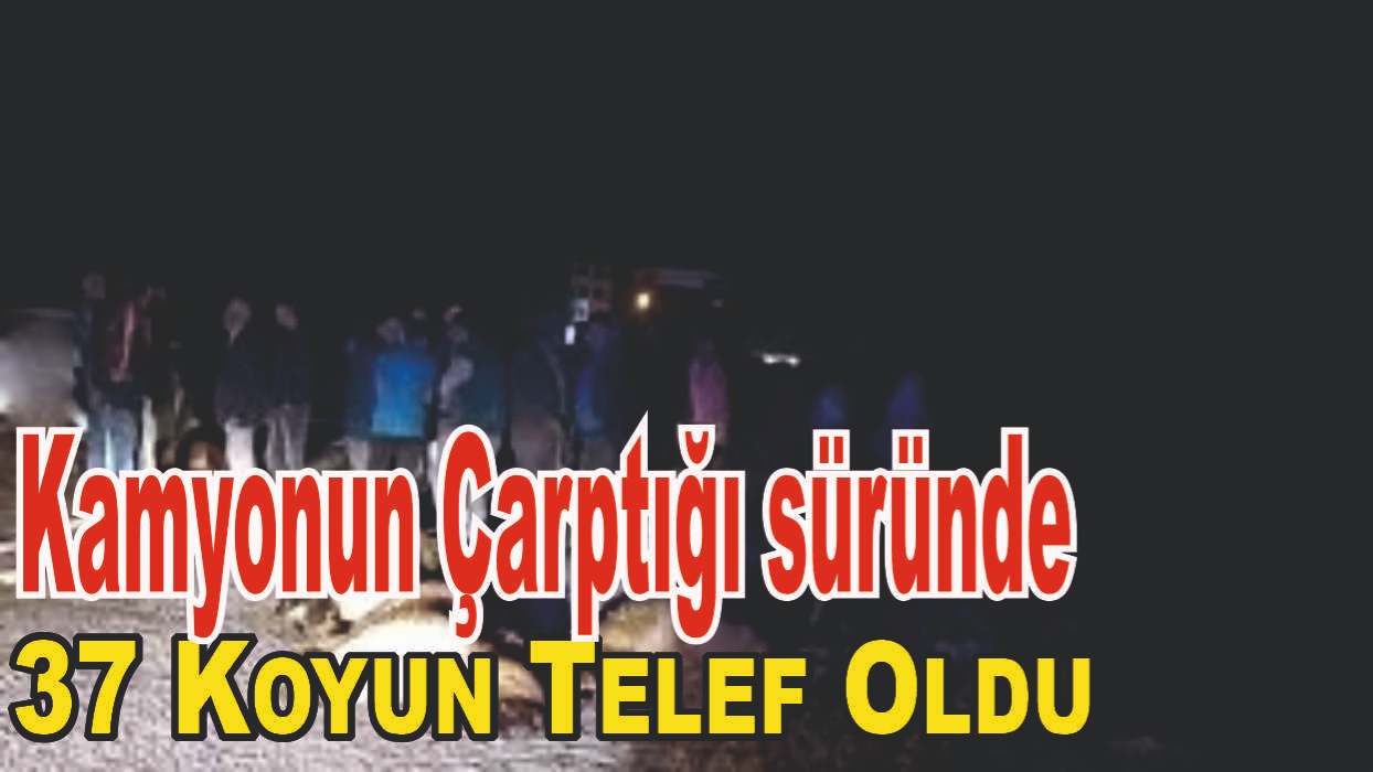 Kamyonun Çarptığı Koyunlar Telef Oldu