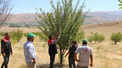 Erzincanlı vatandaş 250 dekarlık alana 10 binin üzerinde vişne ağacı dikerek zoru başardı