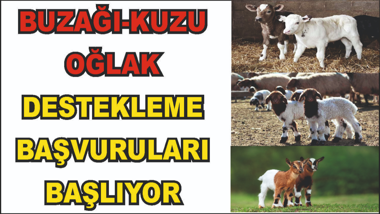 Büyükbaş ve Küçükbaş Hayvan Destekleme Başvuruları Başlıyor