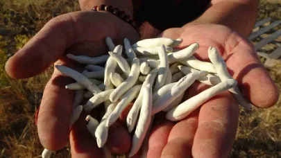Kenger bitkisinden elde edilen sakızın, kilosu 10 bin TL’ye satılıyor
