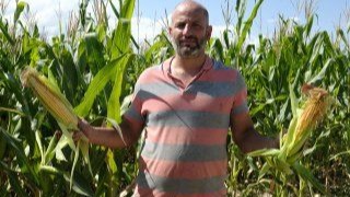 Silajlık mısır hasadı başladı! Son yıllarda çiftçilerin gözdesi oldu
