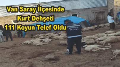 Van Saray'da Kurt Dehşeti; 111 Koyun Telef Oldu