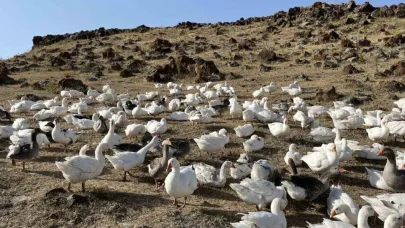 Kazlar kış sofraları için besiye alınıyo