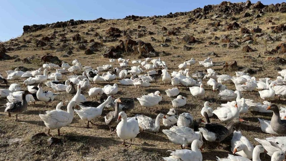 Kazlar kış sofraları için besiye alınıyo