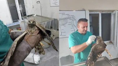 Tedavisi biten şahin tekrar doğaya bırakıldı