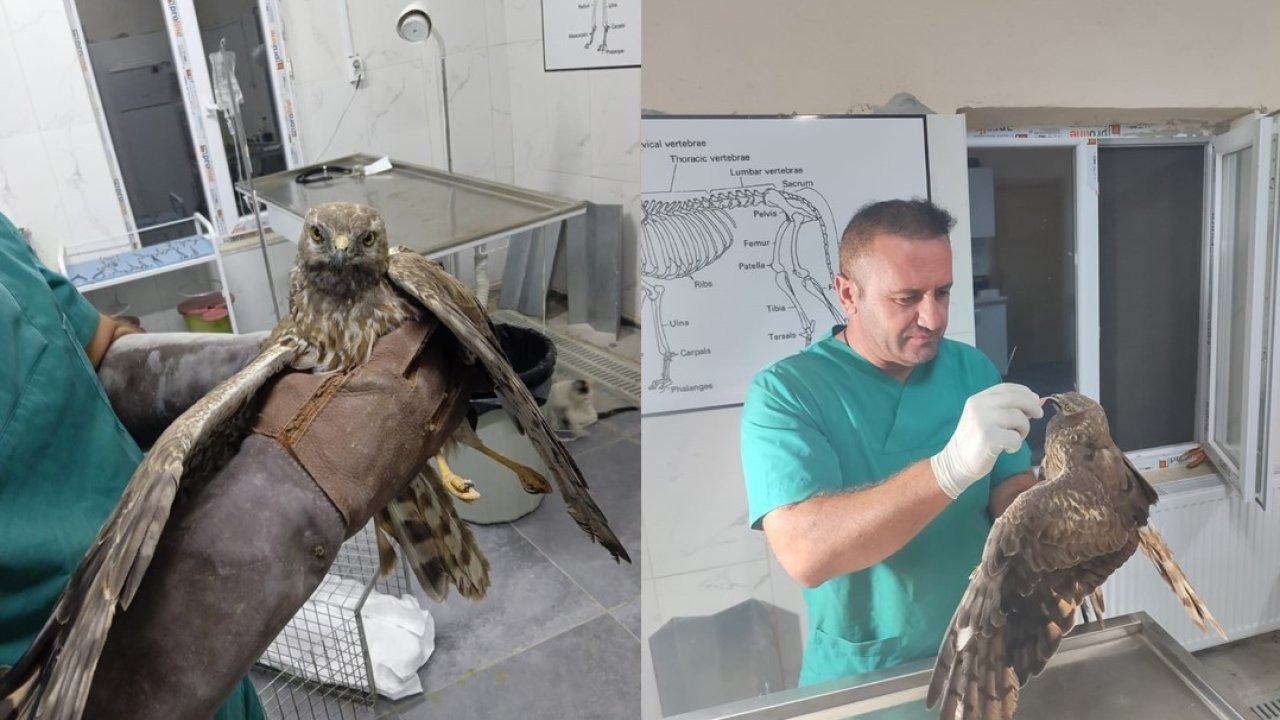 Tedavisi biten şahin tekrar doğaya bırakıldı