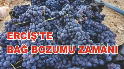 Erciş üzümün de bağ bozumu zamanı
