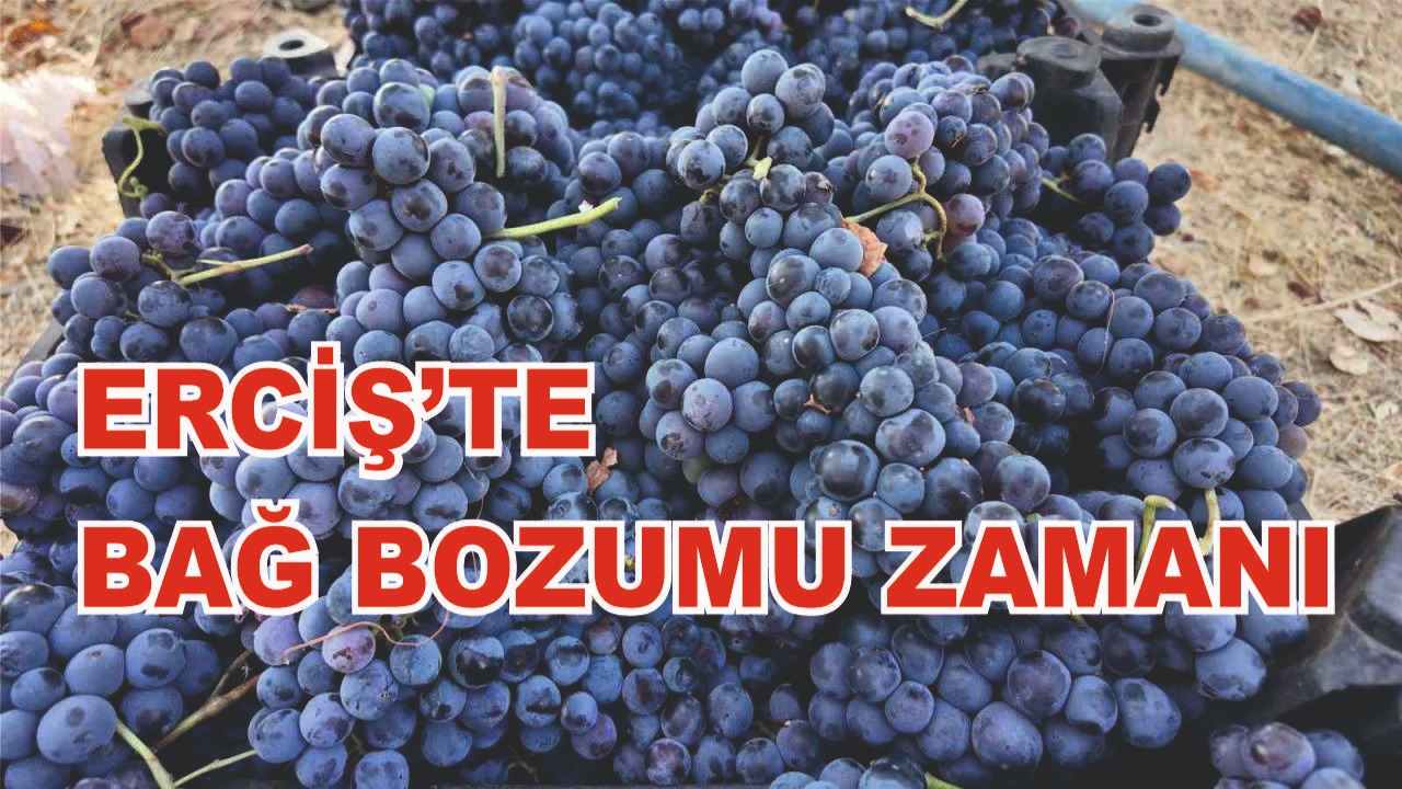 Erciş üzümün de bağ bozumu zamanı
