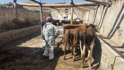 Ağrı’da şap hastalığına karşı aşılama çalışmaları sürüyor