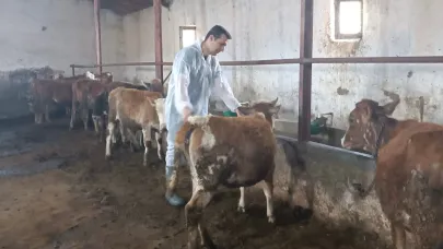 Ağrı’da şap hastalığı ile mücadele çalışmaları sürüyor