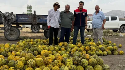 Ağrı’da Kavun Hasadı Başladı