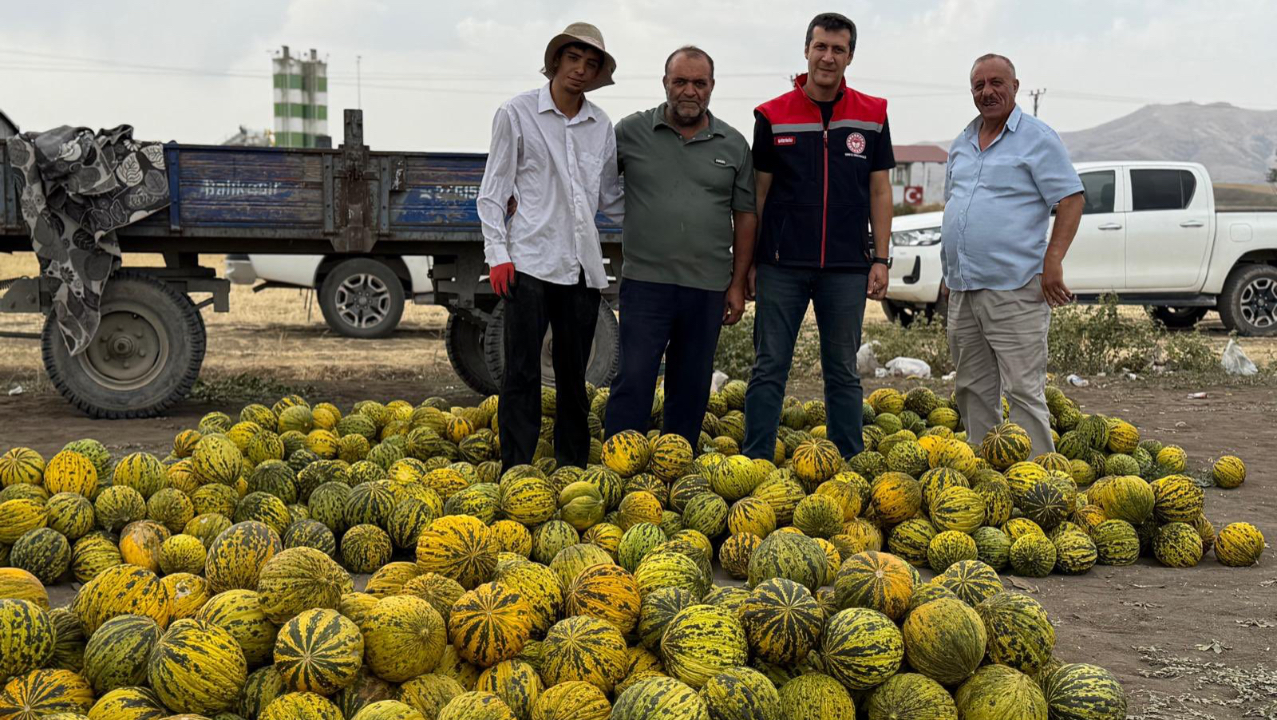 Ağrı’da Kavun Hasadı Başladı