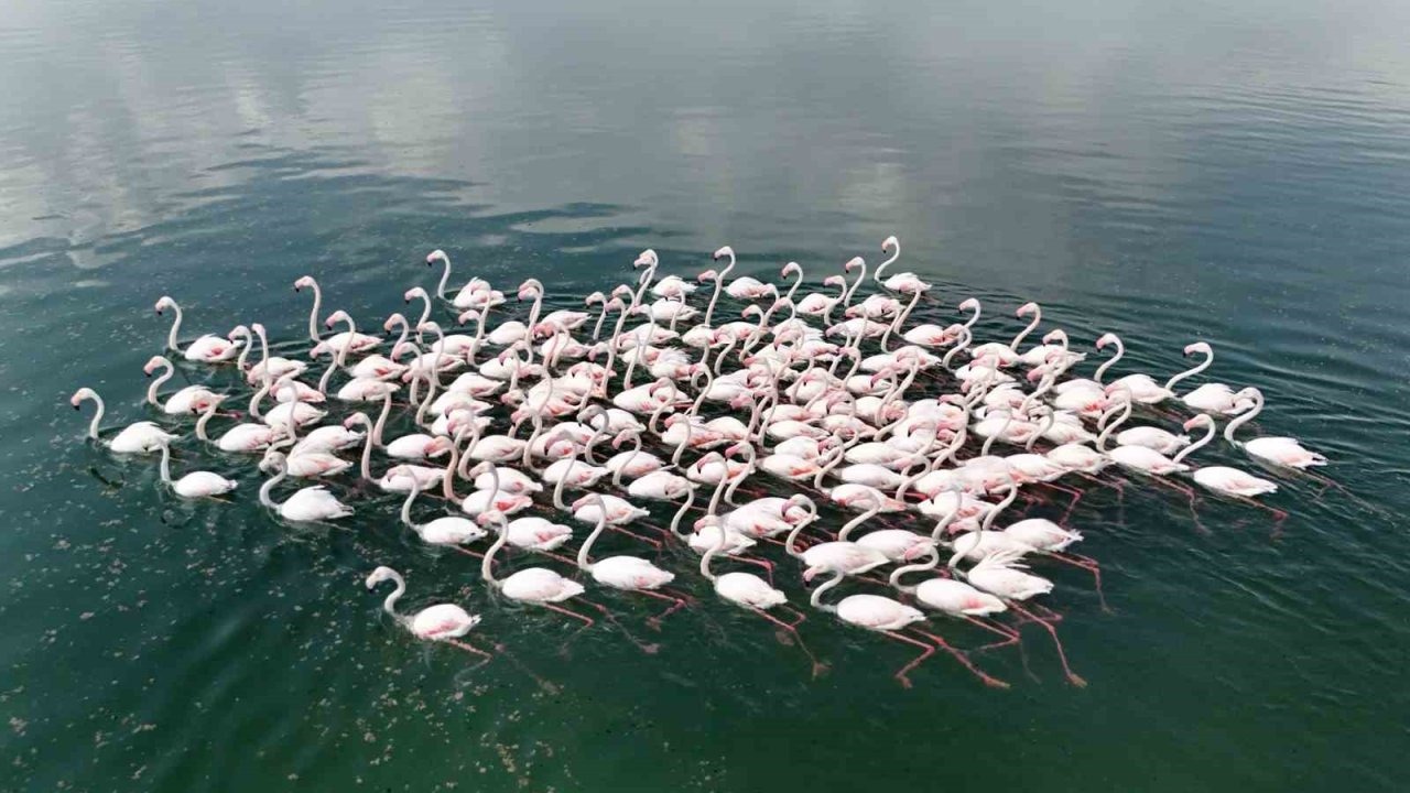 Flamingoların Van Gölü kıyılarında renkli dansı hayranlık uyandırıyor