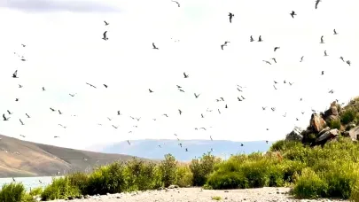 Ağrı’nın 2 Bin 241 Metredeki Kuş Cenneti (Videolu Haber)