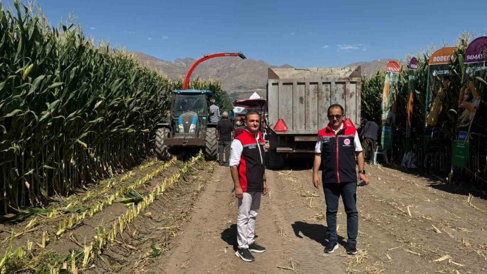 Silajlık mısır hasadı başladı