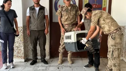 Yaralı şahin jandarma ekiplerince bulundu