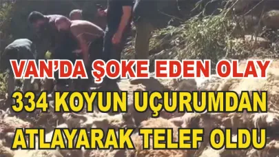 Sürü Psikolojisi; 334 koyun uçurumdan düşerek telef oldu