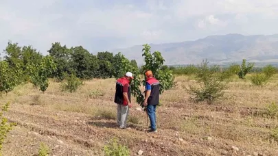 Konakbaşı köyündeki dut bahçesinde hastalık ve zararlı kontrolleri yapıldı