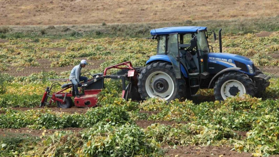 110 bin dekar alana ekilen kuru fasulyenin hasadına başlandı