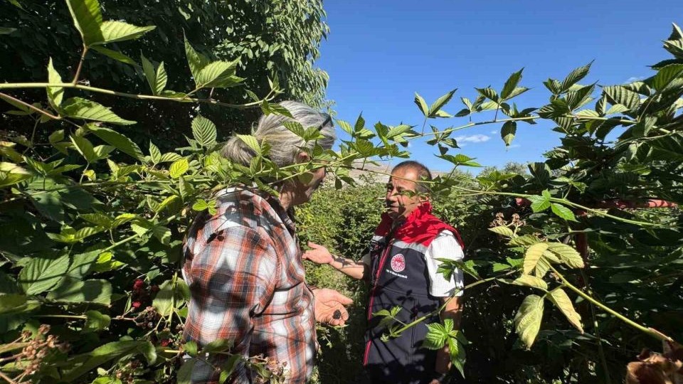 Büyük Çakırman köyündeki böğürtlen üretimi yerinde incelendi