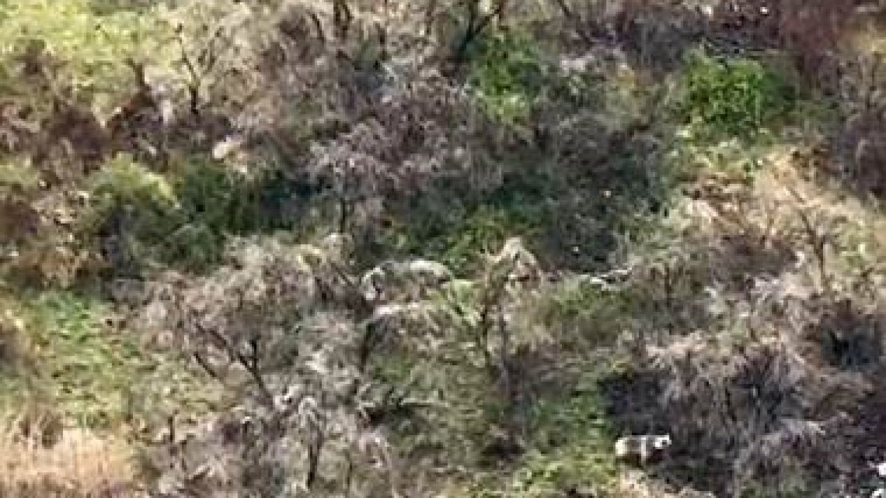 Ardahan'da Anne boz ayı 2 yavrusuyla kayalıklarda ilerlerken görüntülendi