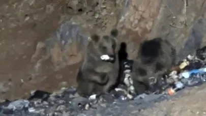 Hakkari Yüksekova’da aç ayılar şantiye çöplüğüne indi