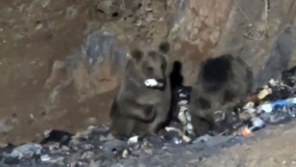 Hakkari Yüksekova’da aç ayılar şantiye çöplüğüne indi