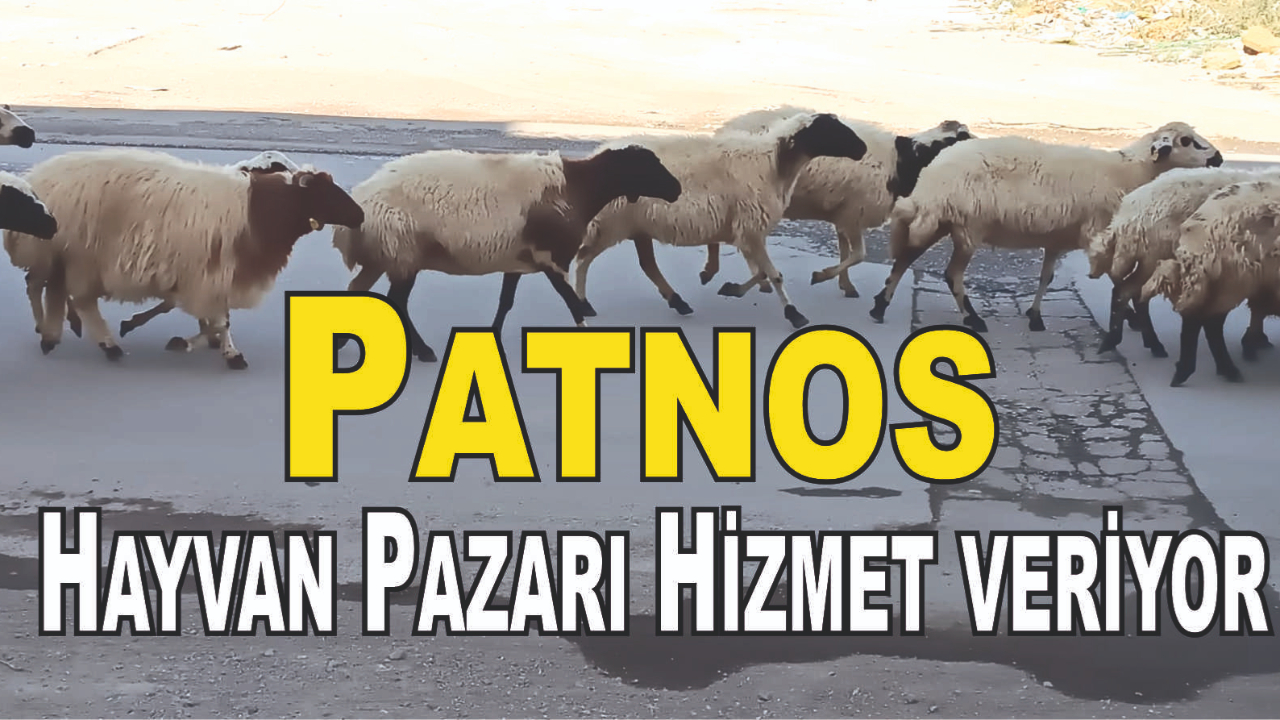 Patnos Hayvan Pazarı Açıldı