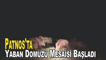 Patnos'ta Yaban Domuzu Mesaisi Başladı