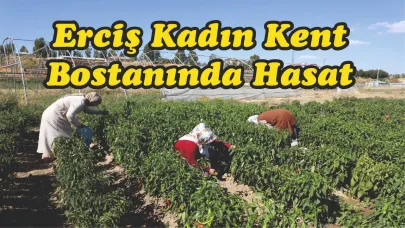 Erciş Kadın Kent Bostanında Hasat Devam Ediyor