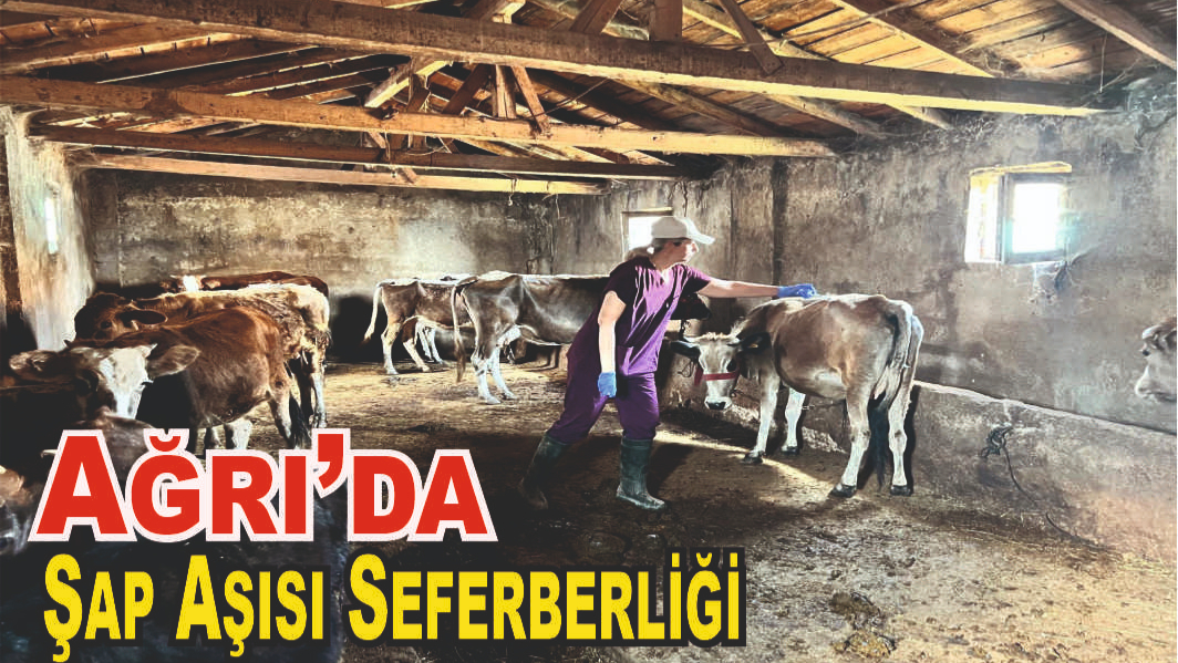 Ağrı’da Şap Aşısı Çalışmaları Devam Ediyor