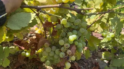 Hakkari Yüksekova’da yerli üzümün merkezi: Yeşiltaş köyü