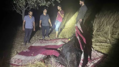 Derecik’te dağda rahatsızlanan inek, halı içerisinde 1 kilometre taşındı