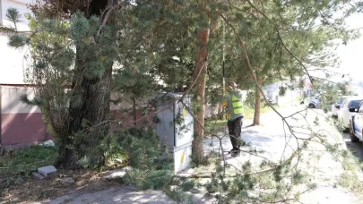 Ardahan Belediyesi’nden ağaç budama faaliyeti